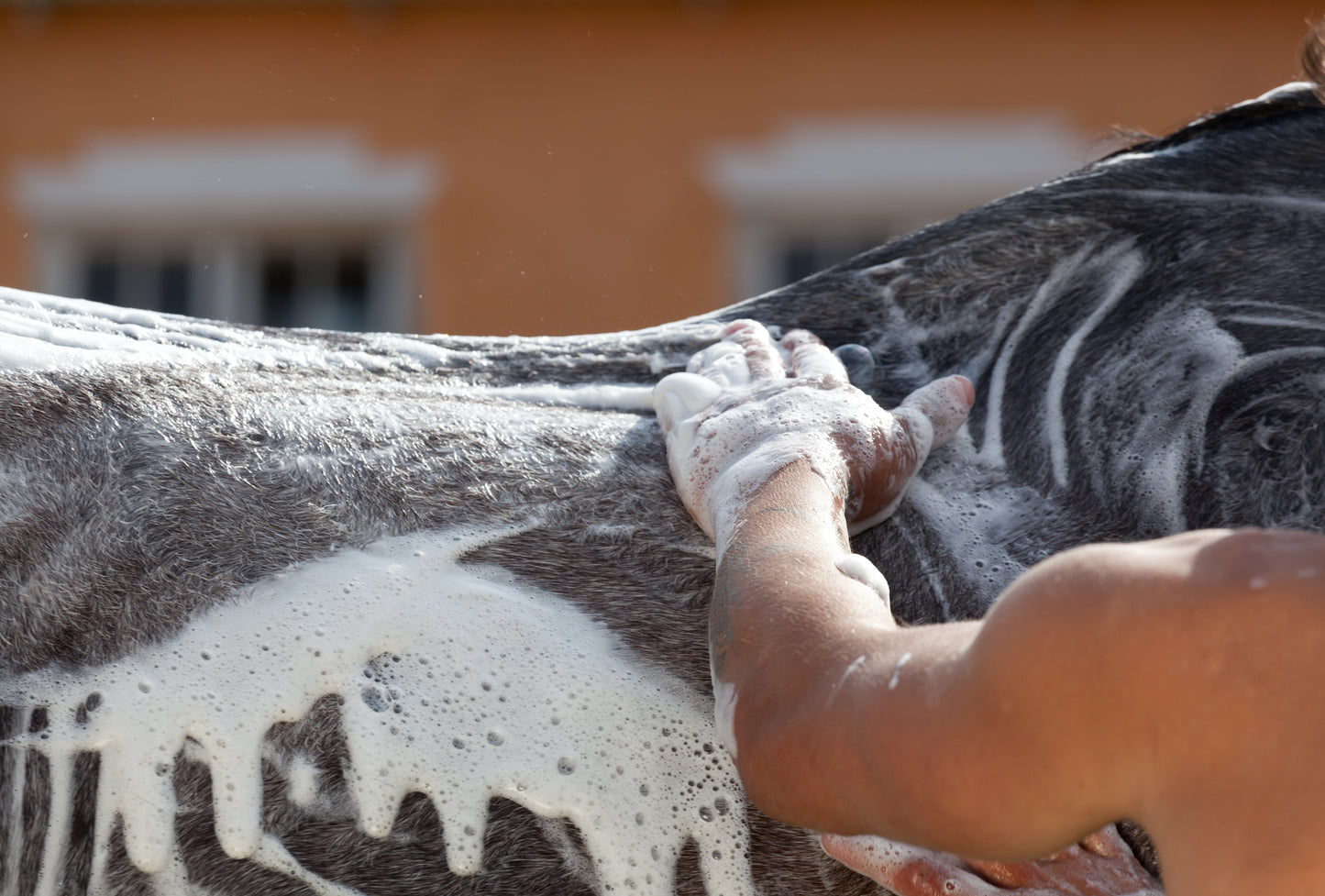 Shampoing naturel pour chevaux aux fleurs de calendulas et lavande